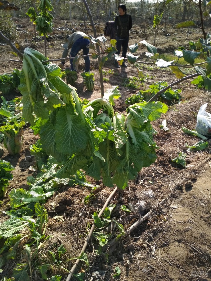 怎样晒干白菜 b92deb5ef7f344ec916a6ddb30be34dc_720_0_max_jpg.jpg