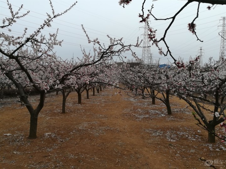 【周末三部曲之一赏杏花】_风云2论坛