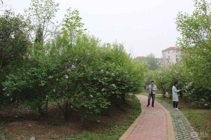【丁香花开】_福瑞迪论坛