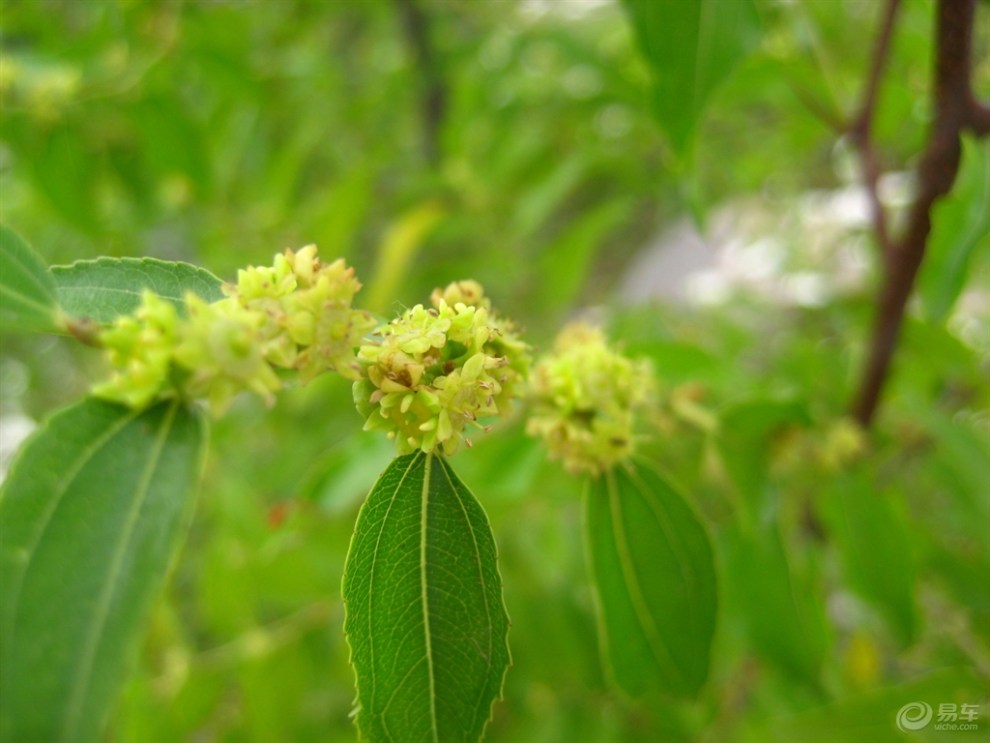 小枣花