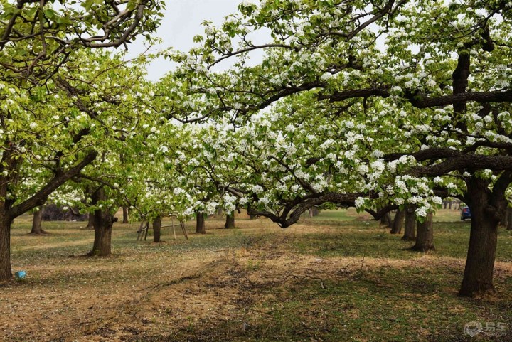 【【自驾游记】京白梨大家族主题公园赏梨花】