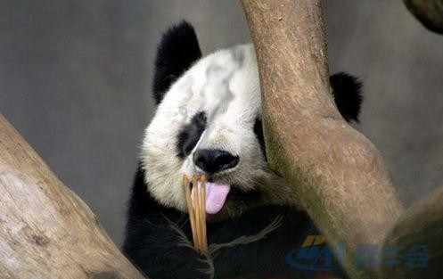 20090727_dd682c35-f20b-46a5-bf84-7974de88e4bd_700_0_max_jpg.jpg