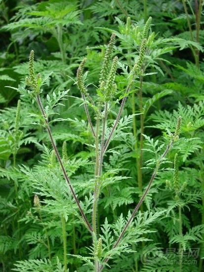 哪里有收艾蒿草的 20120619_3d00c0f6-b2c6-448e-aac8-ccc1284b34fe_990_0_max_jpg.jpg