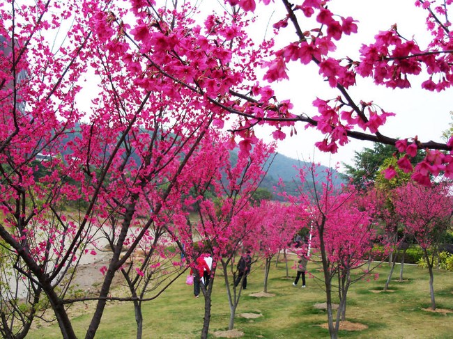 【发现广州郊区有片很漂亮的火红色樱花林】_