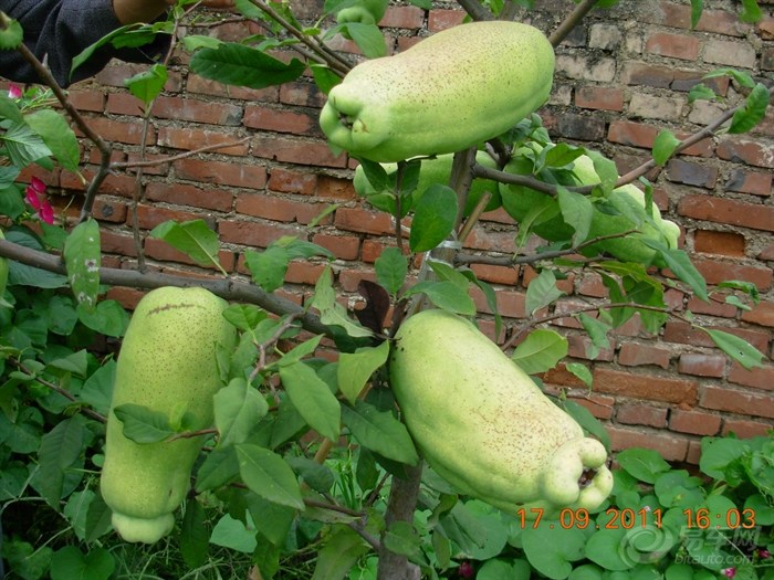 【请教植物专家,帮忙解答这种奇异的果实是什