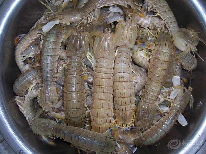 【又到大吃皮皮虾的季节】_河北车友会