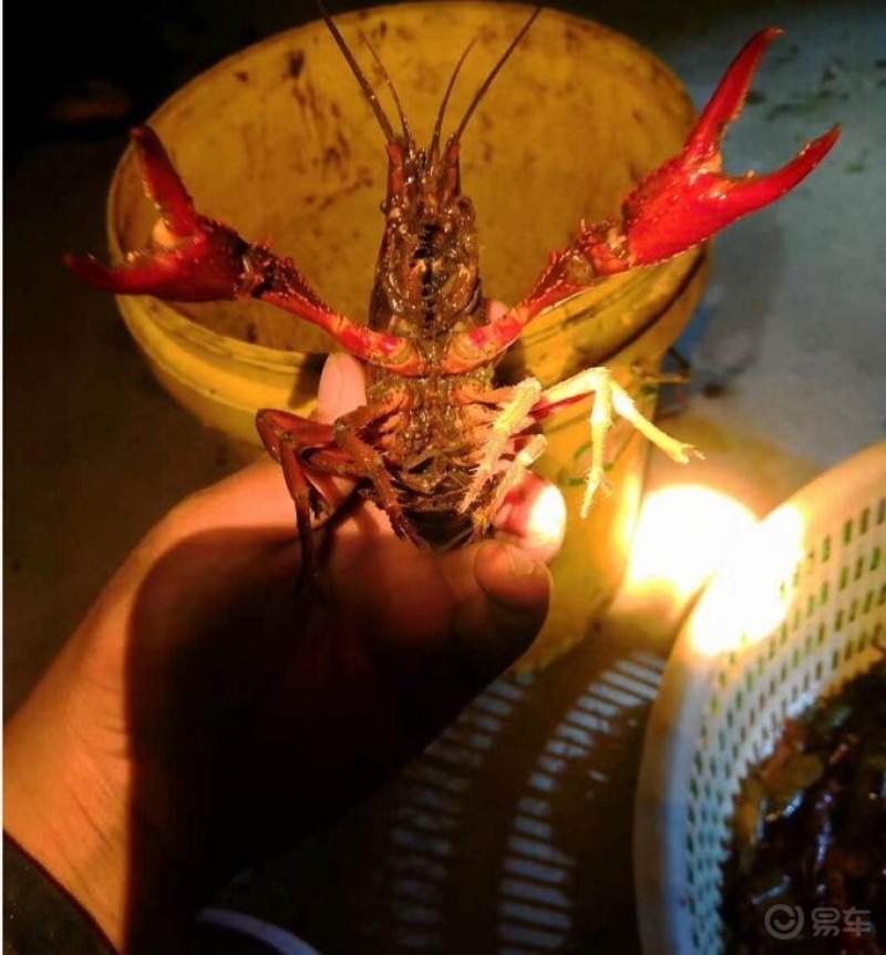 农村小河沟晚上来了一帮人摸黑抓小龙虾