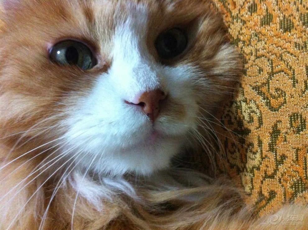 【宠物随手拍】喵了个咪,我睡醒了!