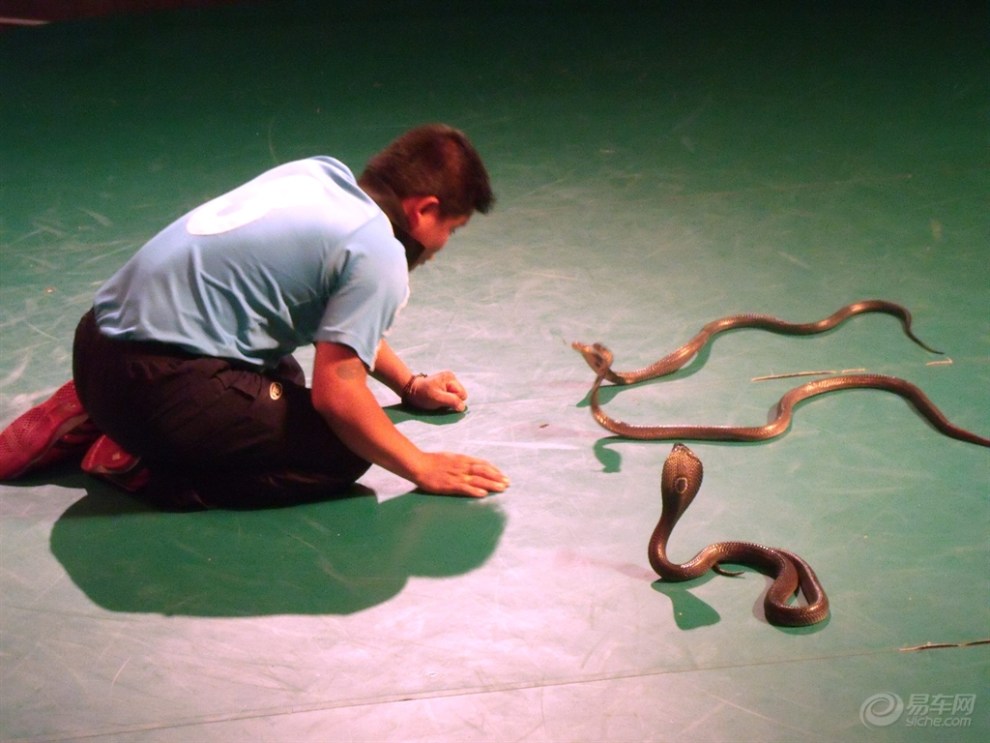 【泰国行】看看曼谷的蛇文化表演