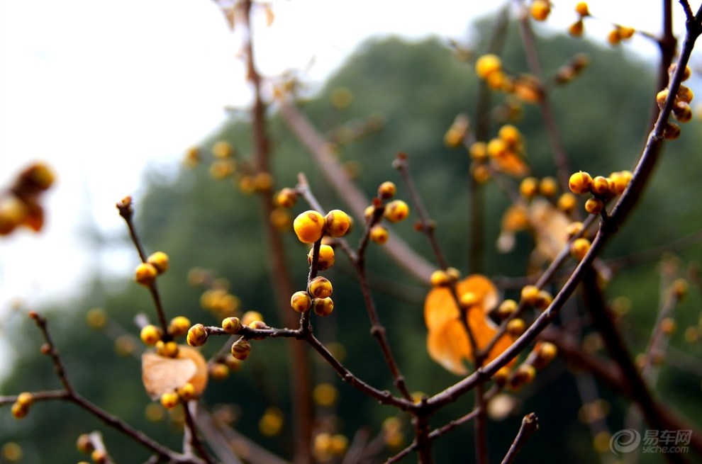 【崭新一朵含风露,恰似西厢待月来】_安徽社区图片