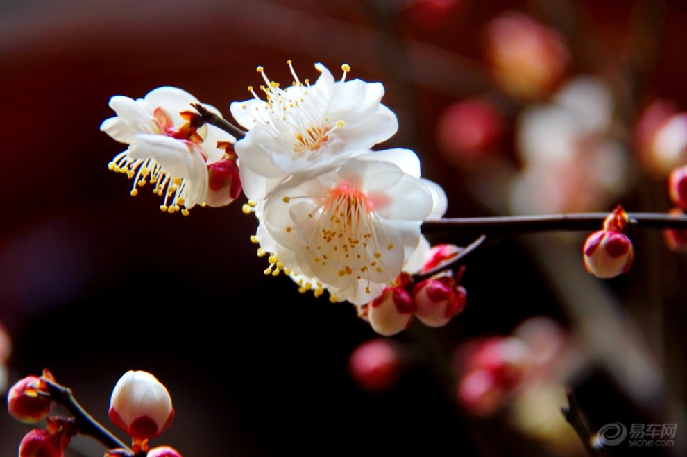 春到临春花正妩