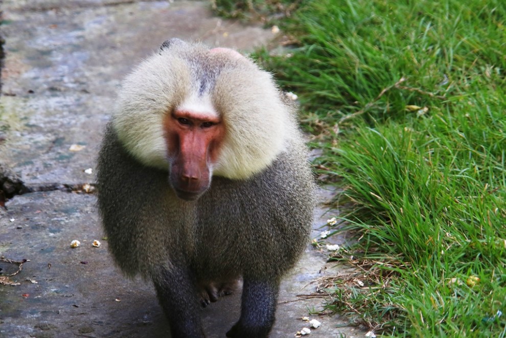 【阿拉伯狒狒】_宠物当家社区图片集锦_汽车论坛-易车网