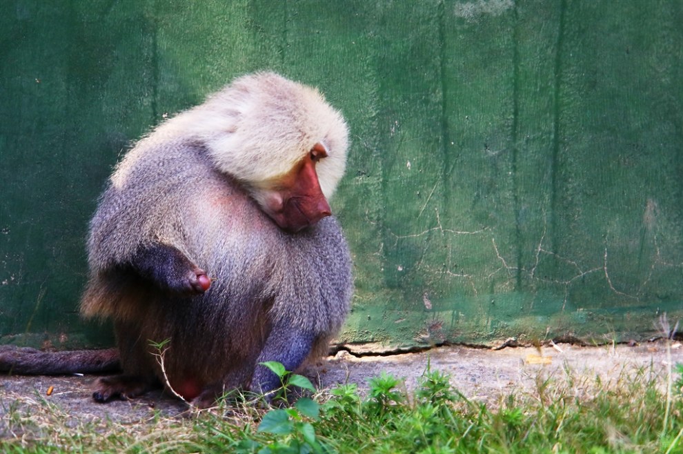 【阿拉伯狒狒】_宠物当家社区图片集锦_汽车论坛-易车网