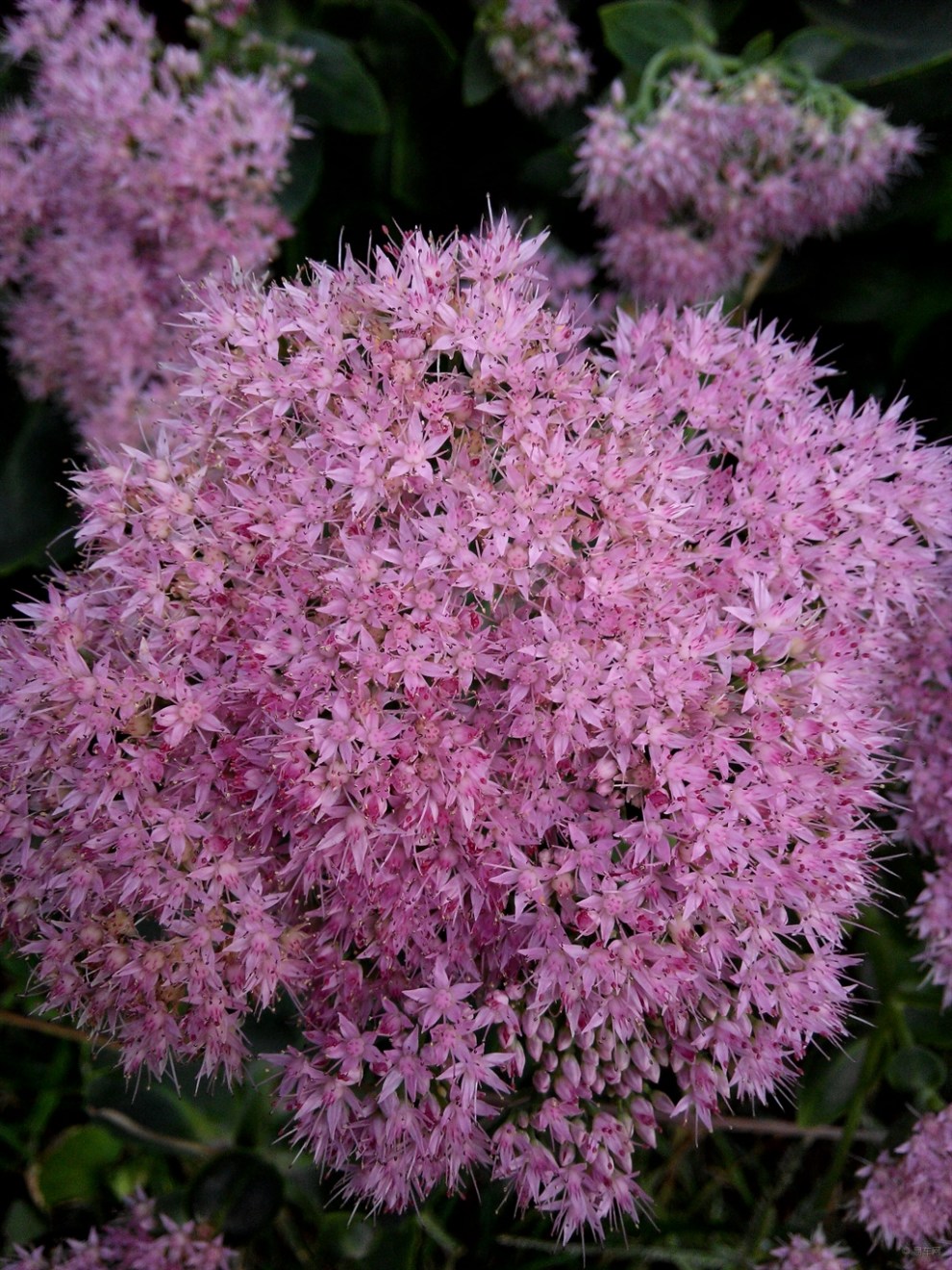 齐鲁潇湘雨《土三七花的魅力》