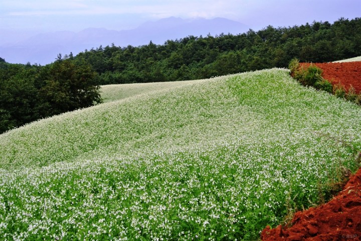 云南东川惊艳的白色油菜花