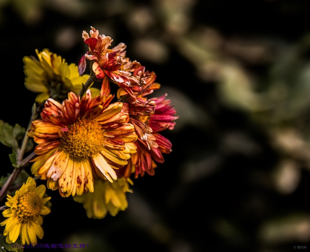 【原创】多本菊