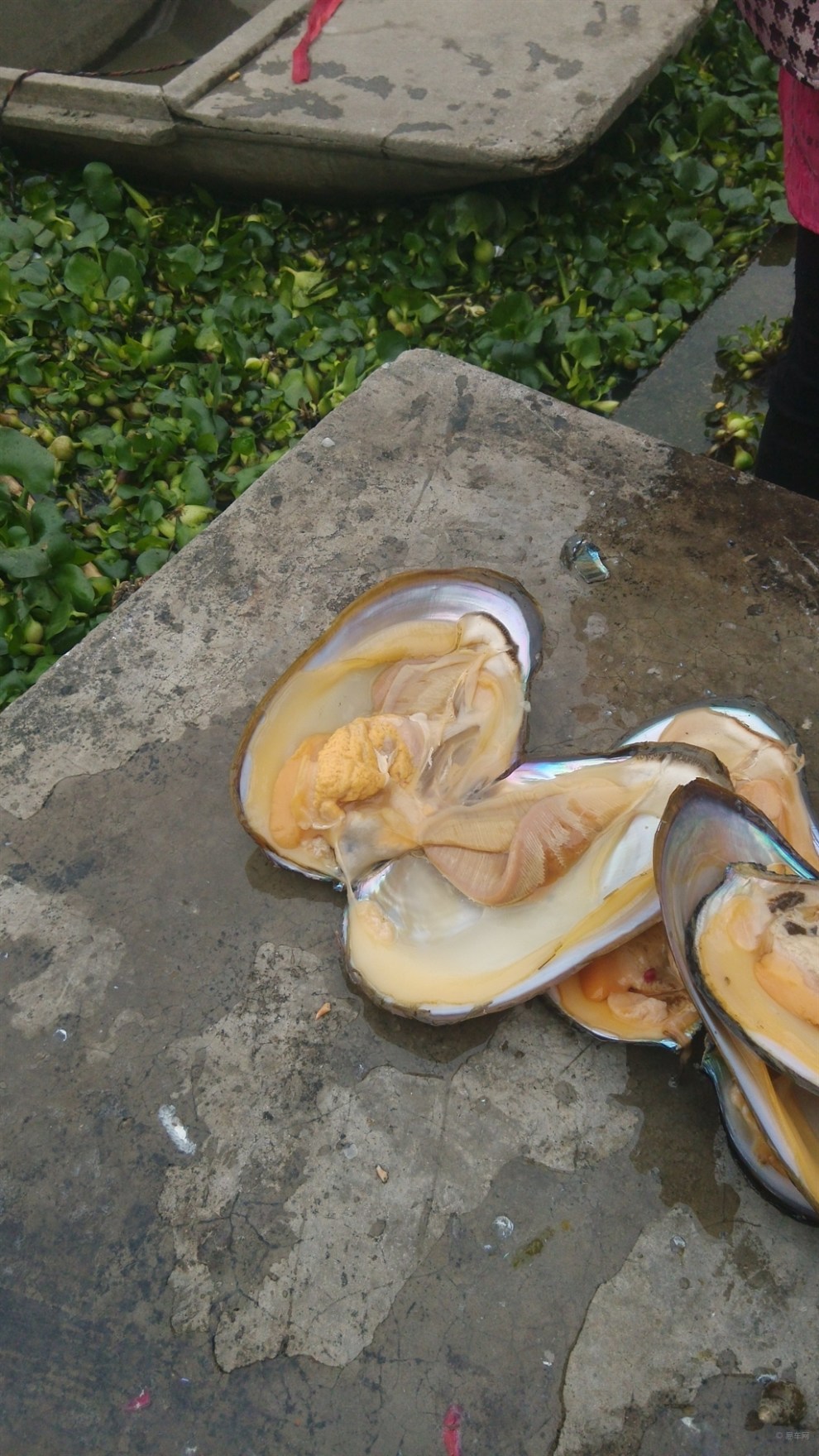 【上海荣耀车友会】河蚌