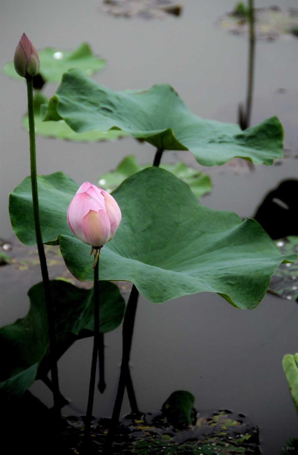 摄影达人《荷花》欣赏篇(二)