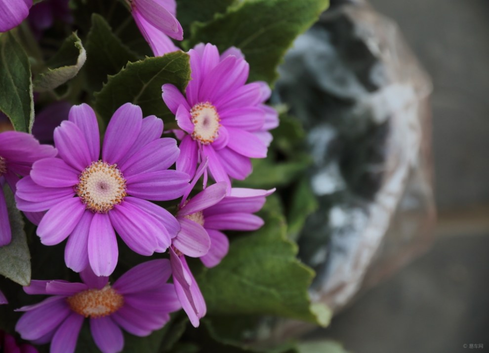 【申牛】【盐城地区青铜联盟】多头菊