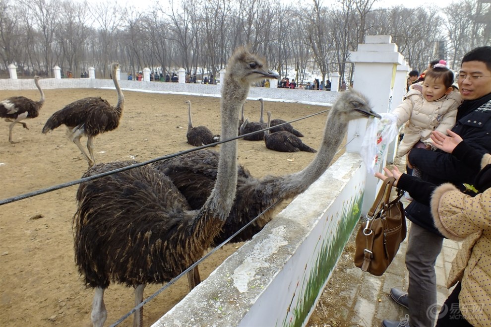 【森雅鬧春】親子游金鷺鴕鳥園!