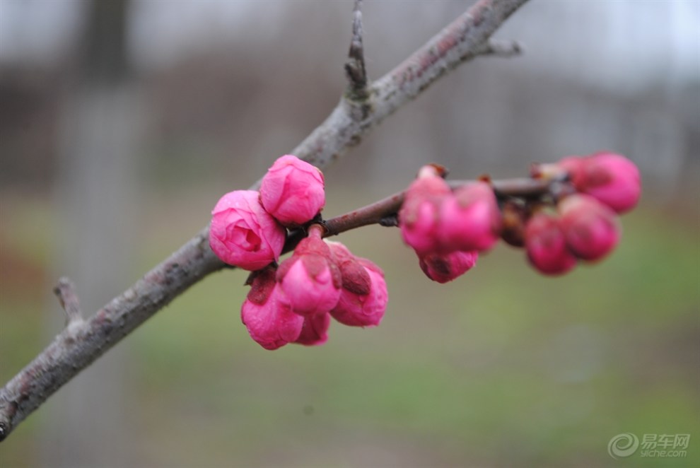 行攝家鄉行道梅花樹景觀尋拍段梅花時韻