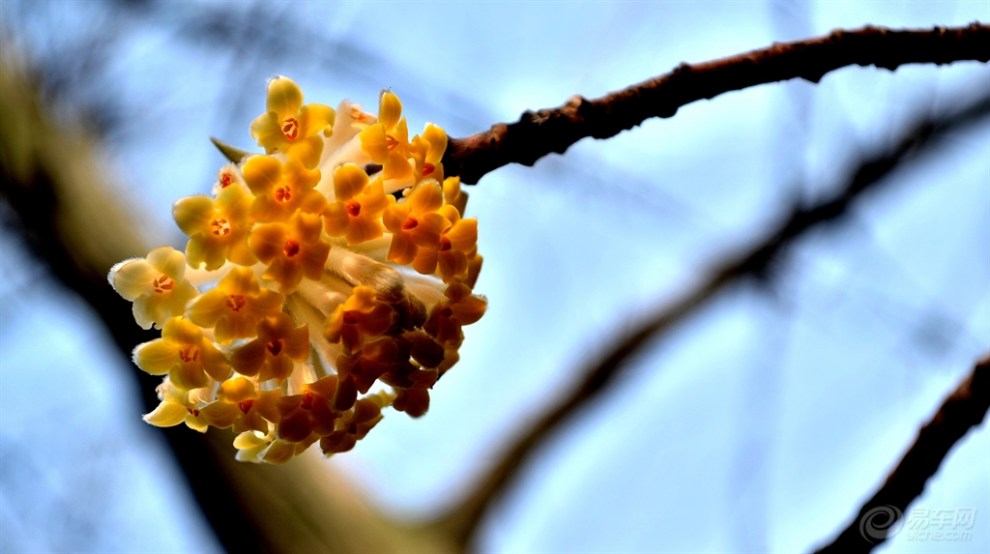 【带你步入"梦树"与"梦花"的世界】