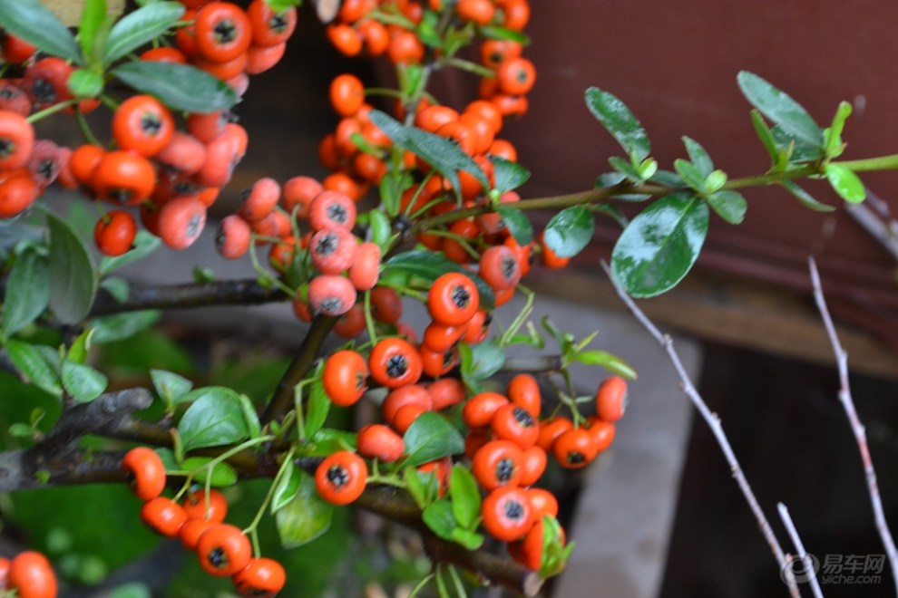 雨中分外美丽的绿梅随拍