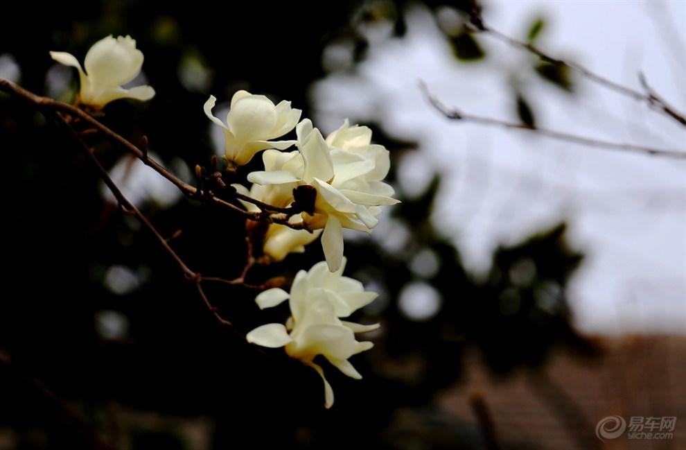 高枝朵朵豔木蓮