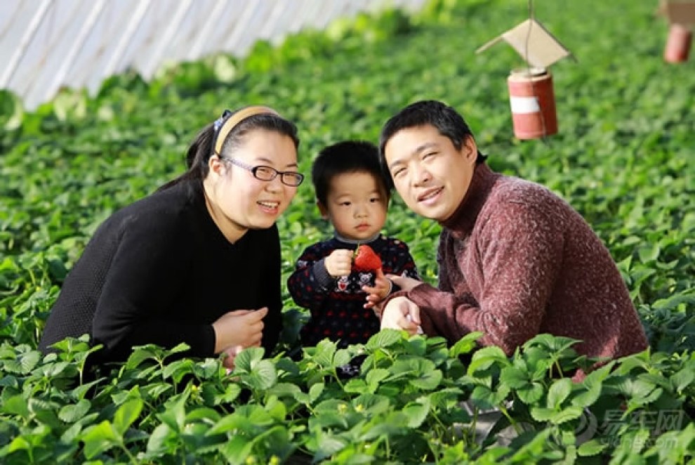 一家人昌平採摘草莓,曬曬草莓園裡寶寶們摘草莓的萌照!