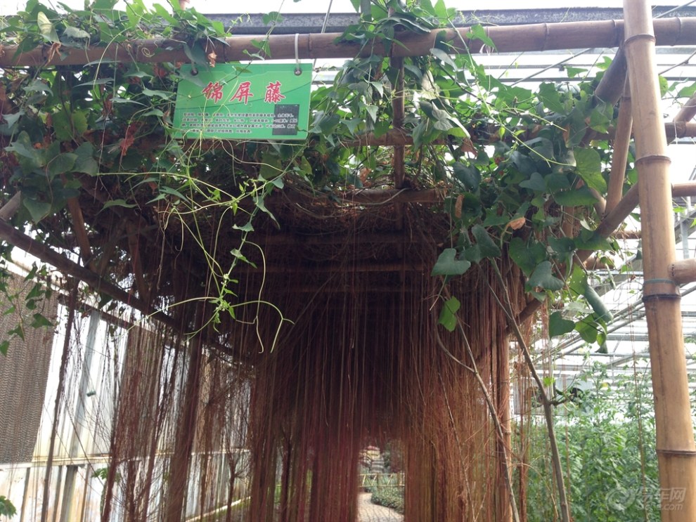 扬州西江生态园植物图片