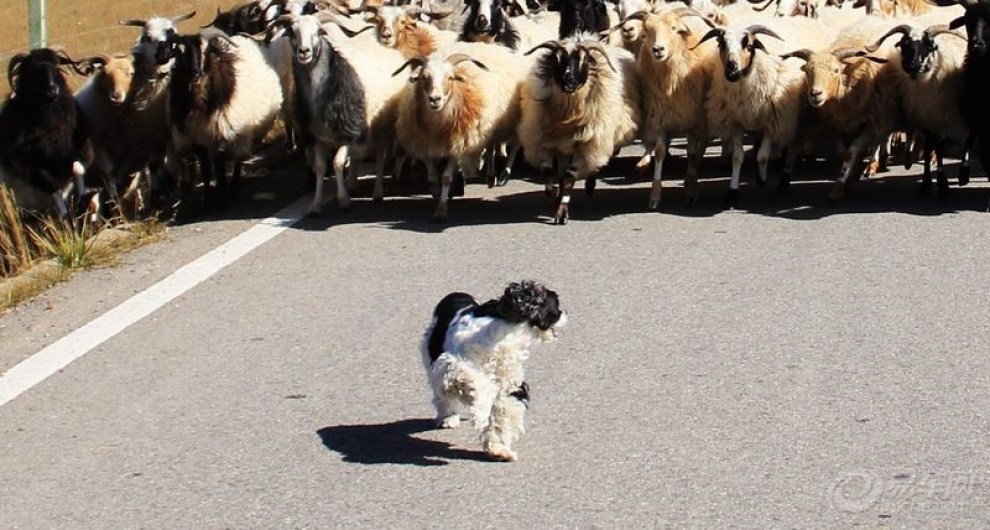 【表情帝】瞧瞧我的样子