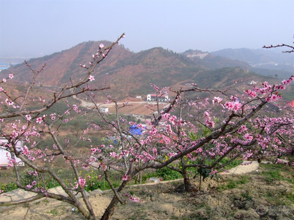 【原創】老友齊聚龍泉山上賞桃花品美食(海量圖片)