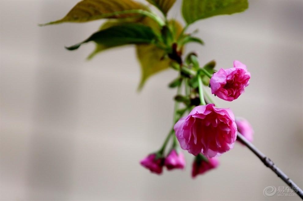 九重春色醉樱花