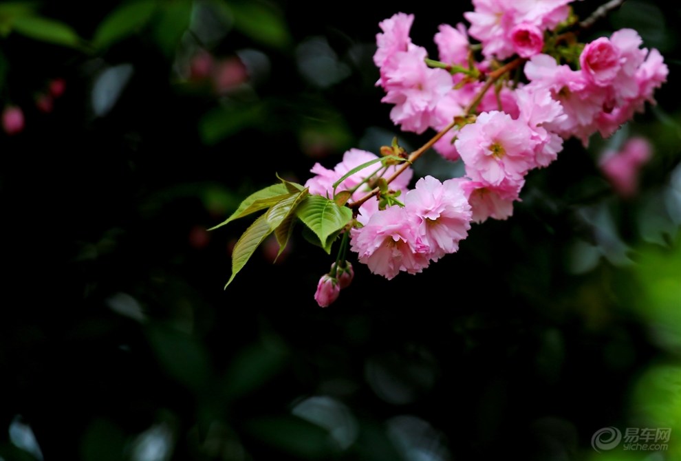 九重春色醉樱花二
