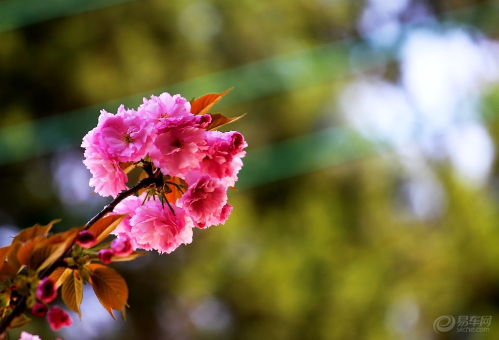 九重春色醉樱花三