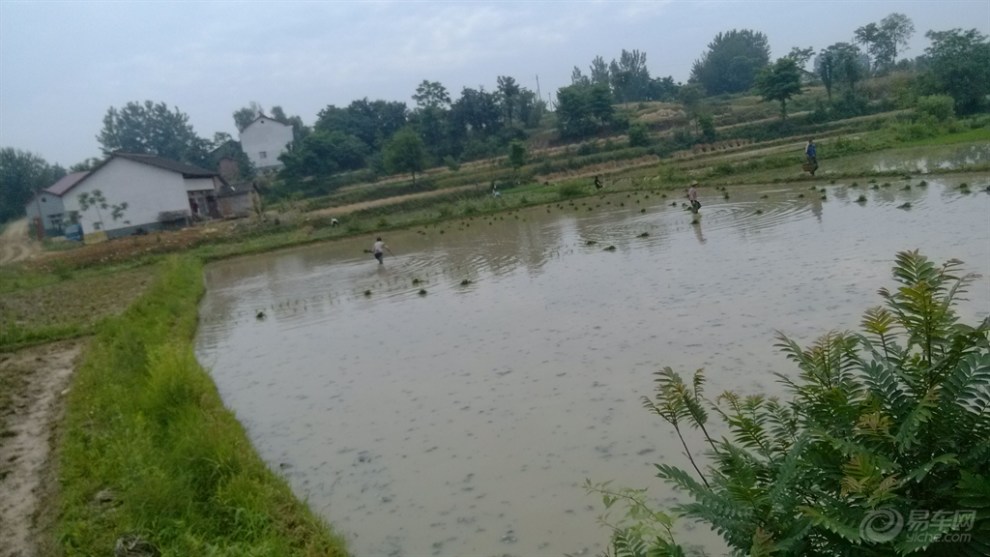 【原创首发】插秧剪影