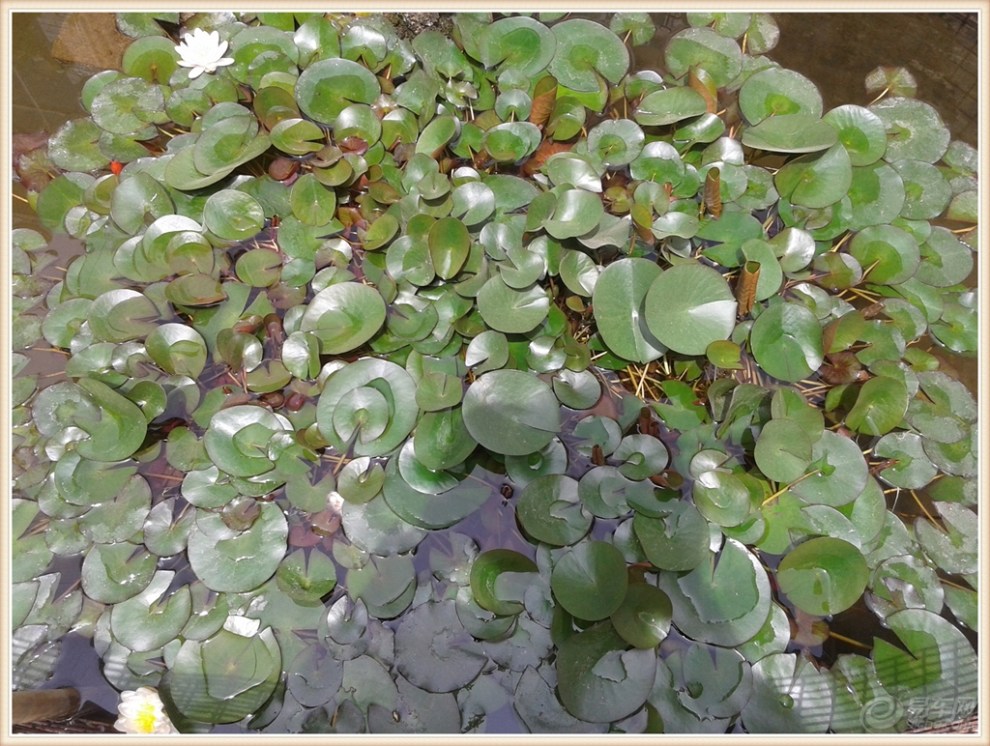 【原创】樱桃红 花儿艳 鱼游荷叶间