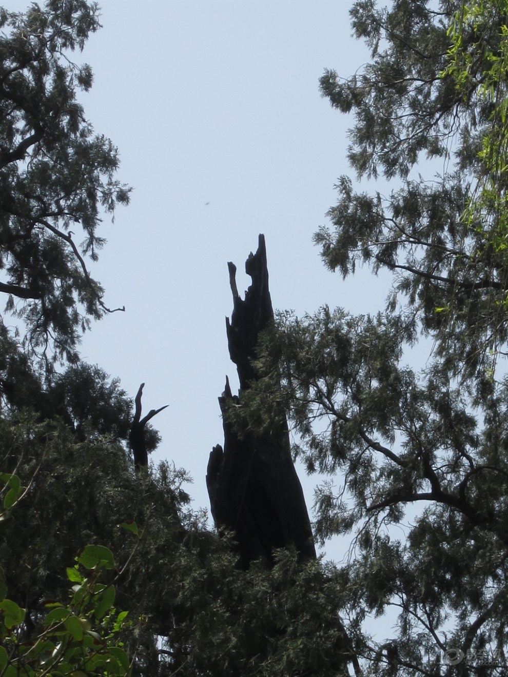 【每周一景】第32期 汉封将军柏