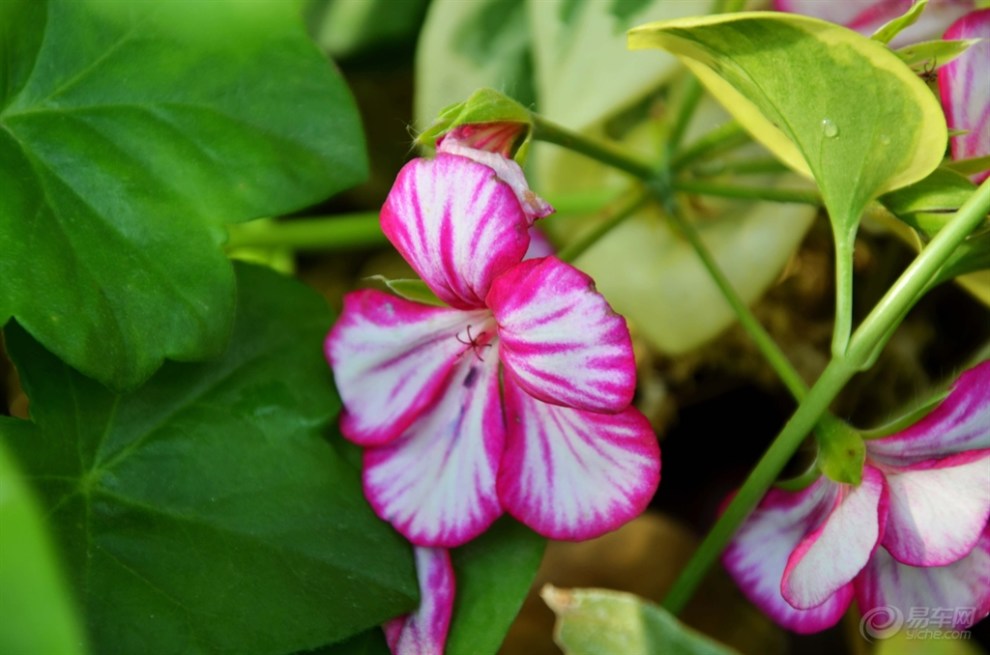 【每日图鉴】臭海棠