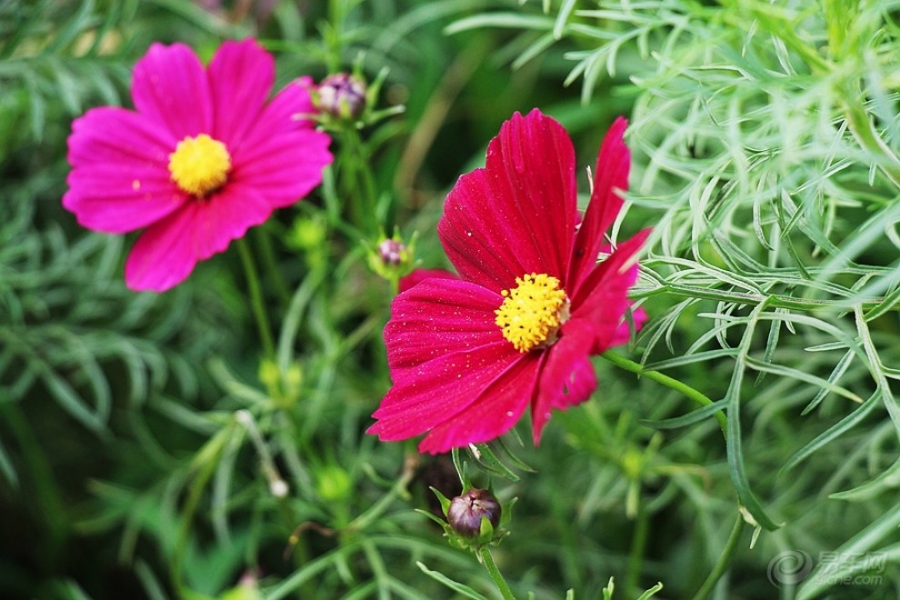 【原创首发】红色波斯菊