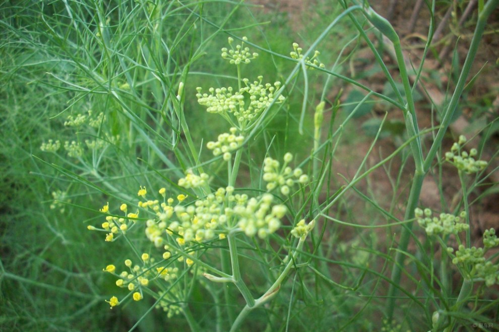 【首發原創】茴香苗也開花