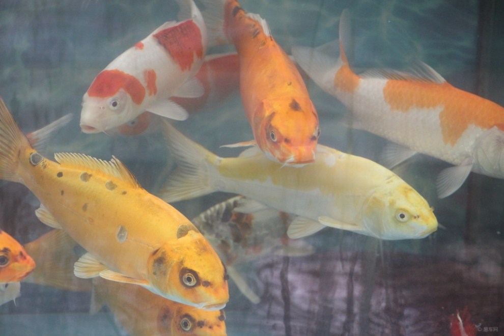 【首发原创】德国锦鲤