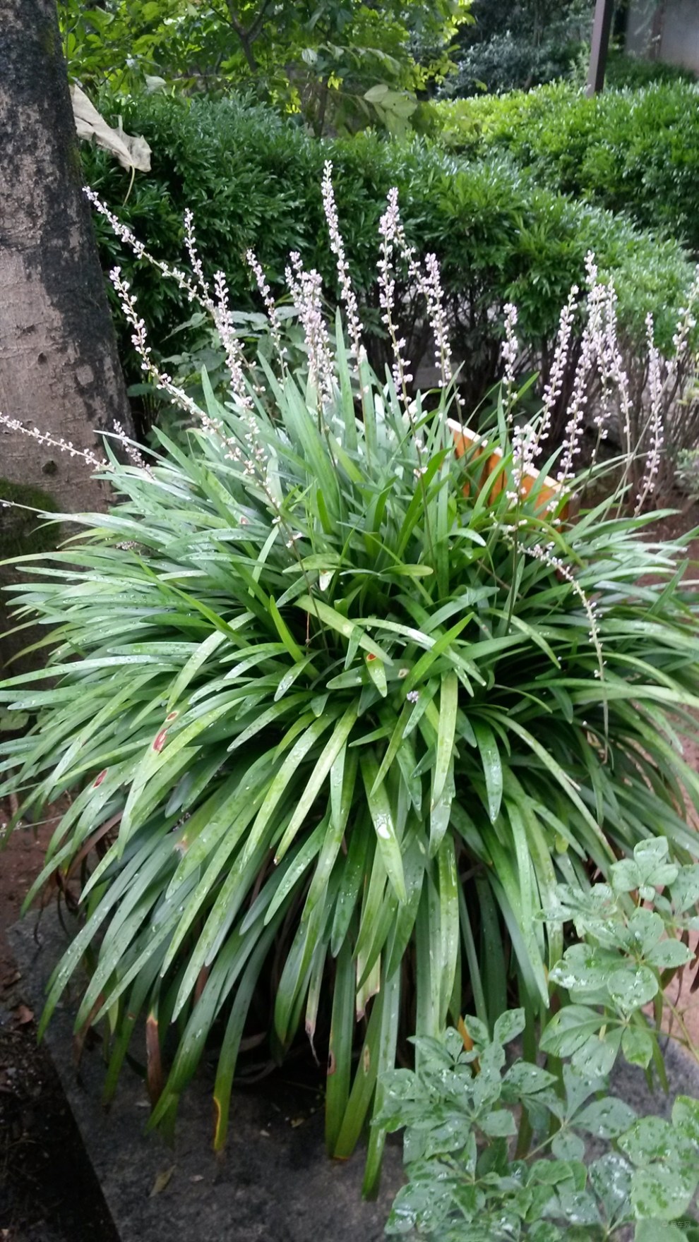 【每日图鉴】阔叶麦冬