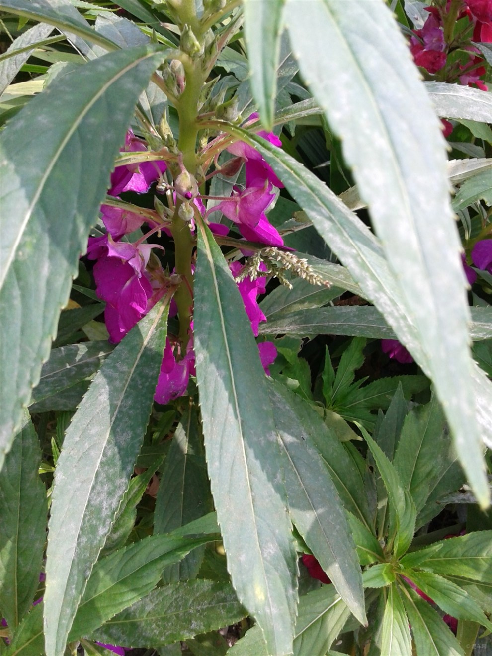 鳳仙花(又名指甲花)