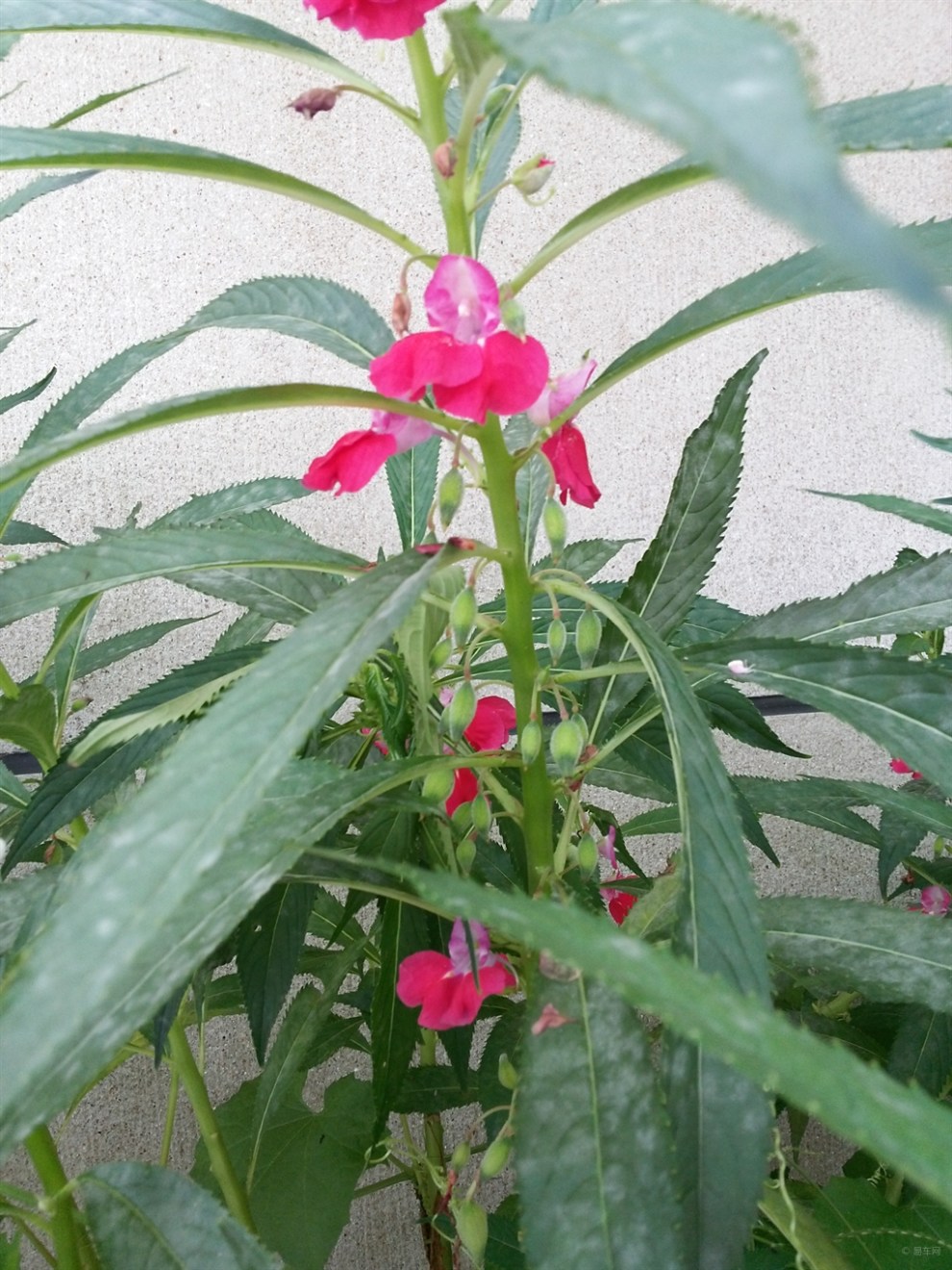 《精華帖大比拼》隨拍院中鳳仙花