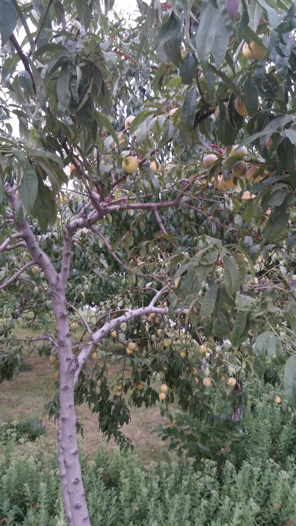 《精华贴大比拼》原生态的土桃树