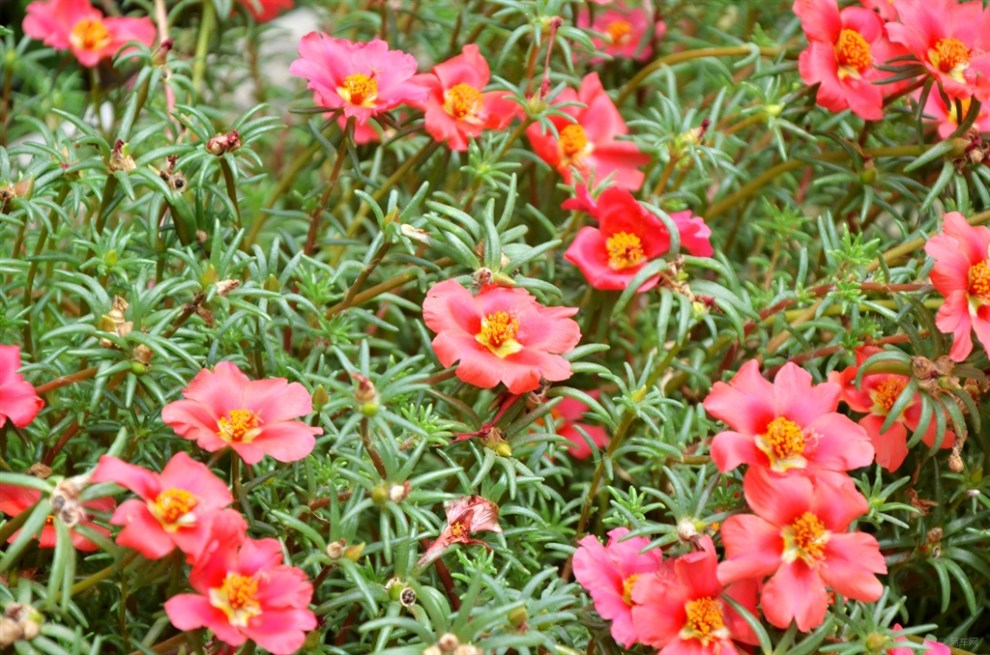 【原创实拍】马齿苋花