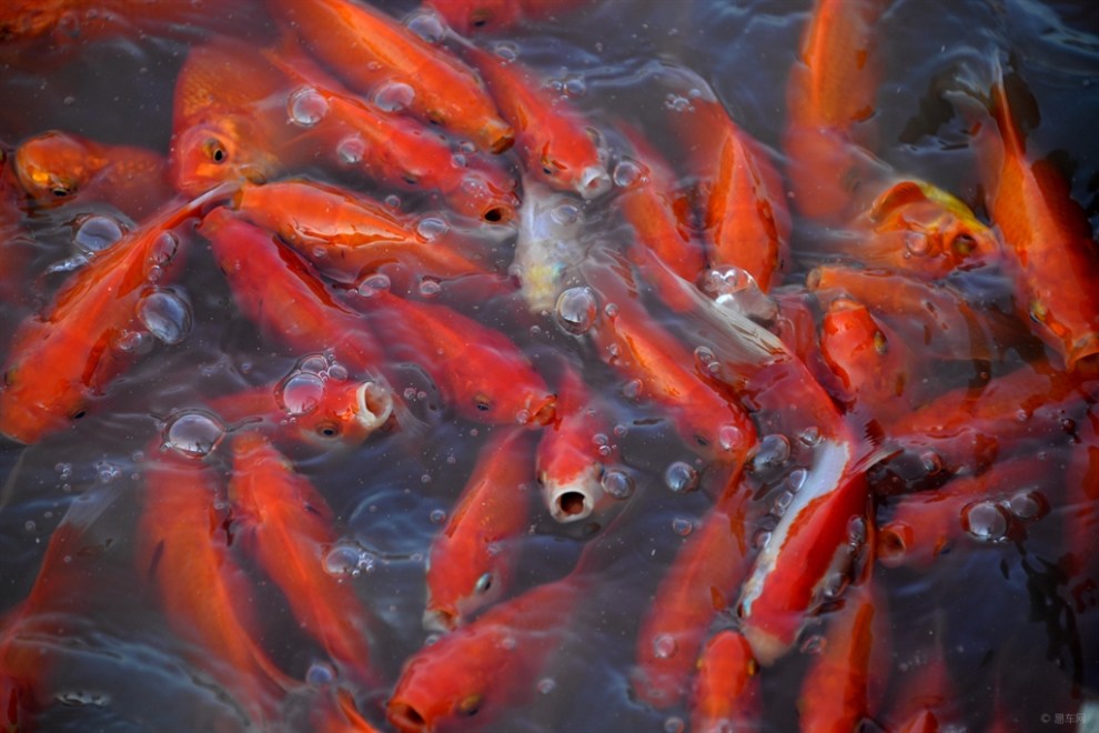 池塘里的观赏红鱼