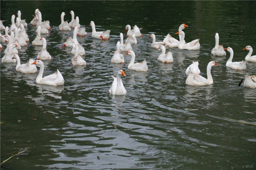 群鹅起舞