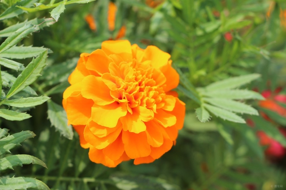 【首发原创】橙色孔雀草